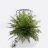 Artificial Plant Mixedfernleaveslargebirdcagelampfixture(USB)pottedleaf GS-48126005_4 Artificial Fern Plant Mixed Fern Leaves with Large Birdcage Lamp Fixture (USB) Potted Greenery GS-48126005 2026Aug 3,000+ sqm showroom with thousands of artificial flowers, plants & trees ready for global sourcing.