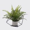 Artificial Plant Mixedfernleavessquareironartdecorationpottedleaf GS-48126003-UV_1 Artificial Fern Plant Mixed Fern Leaves with Square Iron Frame Potted Greenery GS-48126003-UV 2026Aug 3,000+ sqm showroom with thousands of artificial flowers, plants & trees ready for global sourcing.