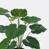 Artificial Plant 69*52*55cm Philodendron in PP pot/12 Lvs GS-84626008 2026SEP 3,000+ sqm showroom with thousands of artificial flowers, plants & trees ready for global sourcing.