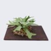 Artificial Plant Platycerium wallichii potted on the board GS-84726001_4 Artificial Plant 38*25*27cm Platycerium wallichii potted on the board GS-84726001 2026SEP 3,000+ sqm showroom with thousands of artificial flowers, plants & trees ready for global sourcing.