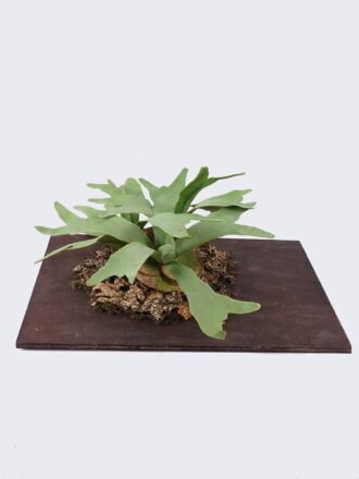 Artificial Plant 54*48*50cm Epipremnum aureum in PP pot/8 Lvs GS-84626011 2026SEP 3,000+ sqm showroom with thousands of artificial flowers, plants & trees ready for global sourcing.