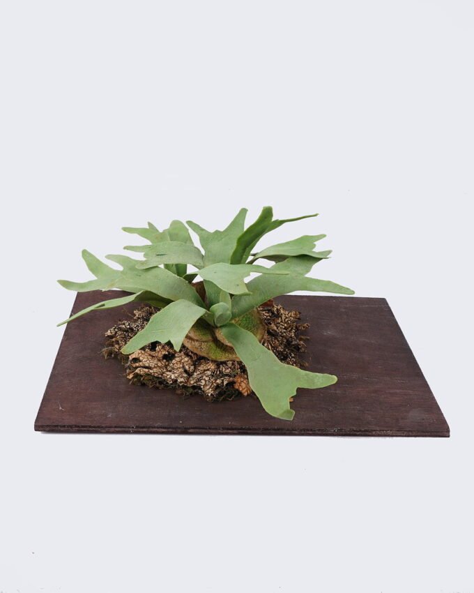 Artificial Plant 38*25*27cm Platycerium wallichii potted on the board GS-84726001 2026SEP 3,000+ sqm showroom with thousands of artificial flowers, plants & trees ready for global sourcing.