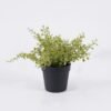 Artificial Plant Soybean Leaf 26 in PP pot GS-59126003 Artificial Plant 17*13*20cm Soybean Leaf *26 in PP pot GS-59126003 2026Aug 3,000+ sqm showroom with thousands of artificial flowers, plants & trees ready for global sourcing.
