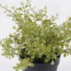 Artificial Plant Soybean Leaf 26 in PP pot GS-59126003_1 Artificial Plant 17*13*20cm Soybean Leaf *26 in PP pot GS-59126003 2026Aug 3,000+ sqm showroom with thousands of artificial flowers, plants & trees ready for global sourcing.