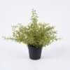 Artificial Plant Soybean Leaf 49 in PP pot GS-59126004 Artificial Plant 20*20*29cm Soybean Leaf *49 in PP pot GS-59126004 2026Aug 3,000+ sqm showroom with thousands of artificial flowers, plants & trees ready for global sourcing.