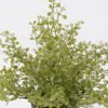 Artificial Plant Soybean Leaf 49 in PP pot GS-59126004_1 Artificial Plant 20*20*29cm Soybean Leaf *49 in PP pot GS-59126004 2026Aug 3,000+ sqm showroom with thousands of artificial flowers, plants & trees ready for global sourcing.