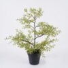 Artificial Plant Soybean Leaf 50 in PP pot GS-59126005 Artificial Plant 30*18*42cm Soybean Leaf *50 in PP pot GS-59126005 2026Aug 3,000+ sqm showroom with thousands of artificial flowers, plants & trees ready for global sourcing.