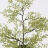 Artificial Plant Soybean Leaf 50 in PP pot GS-59126005_1 Artificial Plant 30*18*42cm Soybean Leaf *50 in PP pot GS-59126005 2026Aug 3,000+ sqm showroom with thousands of artificial flowers, plants & trees ready for global sourcing.