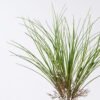 Artificial Plant Spring grass 7 bush GS-48426001_1 Artificial Plant 9*4*51cm Spring grass *7 bush GS-48426001 2026Aug 3,000+ sqm showroom with thousands of artificial flowers, plants & trees ready for global sourcing.