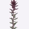Artificial Plant Succulent plants single stem GS-01126017_5 Artificial Plant 6*4*62cm Succulent plants single stem GS-01126017 2026Jun 3,000+ sqm showroom with thousands of artificial flowers, plants & trees ready for global sourcing.