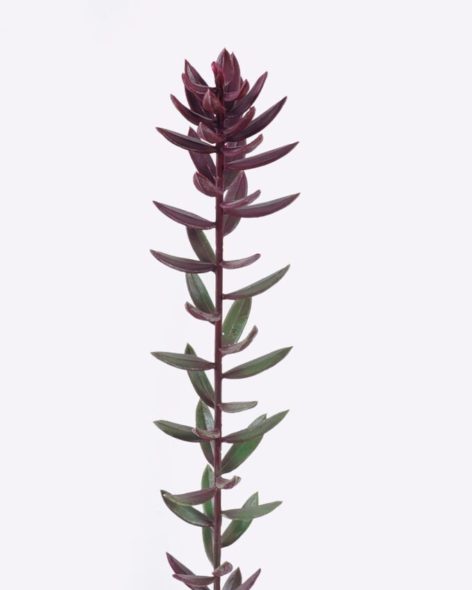 Artificial Plant Succulent plants single stem GS-01126017_5 Artificial Plant 6*4*62cm Succulent plants single stem GS-01126017 2026Jun 3,000+ sqm showroom with thousands of artificial flowers, plants & trees ready for global sourcing.
