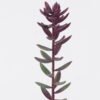 Artificial Plant Succulent plants single stem GS-01126018_5 Artificial Plant 5*4*56cm Succulent plants single stem GS-01126018 2026Jun 3,000+ sqm showroom with thousands of artificial flowers, plants & trees ready for global sourcing.