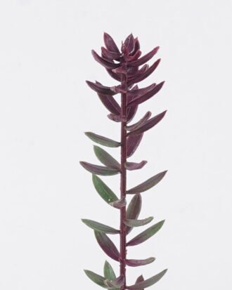 Artificial Plant 5*4*56cm Succulent plants single stem GS-01126018 2026Jun 3,000+ sqm showroom with thousands of artificial flowers, plants & trees ready for global sourcing. Artificial Plant 5*4*56cm Succulent plants single stem GS-01126018 2026Jun 3,000+ sqm showroom with thousands of artificial flowers, plants & trees ready for global sourcing.