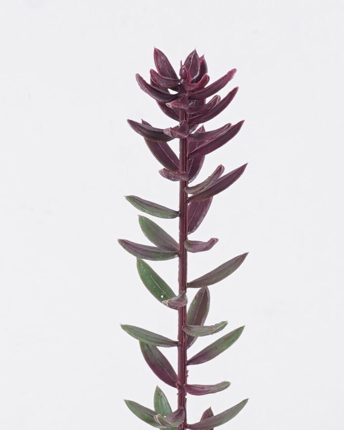 Artificial Plant 5*4*56cm Succulent plants single stem GS-01126018 2026Jun 3,000+ sqm showroom with thousands of artificial flowers, plants & trees ready for global sourcing.