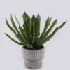 Artificial Table Plants Agave in Cement Pot GS-03326115_3 Artificial Table Plants 30*30*30cm Agave in Cement Pot GS-03326115 2026Jun 3,000+ sqm showroom with thousands of artificial flowers, plants & trees ready for global sourcing.