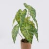 Artificial Table Plants Alocasia in Cement pot GS-03326055_4 Artificial Table Plants 30*30*52cm Alocasia in Cement pot GS-03326055 2026Jun 3,000+ sqm showroom with thousands of artificial flowers, plants & trees ready for global sourcing.