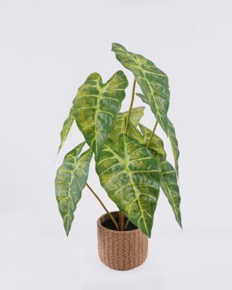 Artificial Table Plants 30*30*52cm Alocasia in Cement pot GS-03326055 2026Jun 3,000+ sqm showroom with thousands of artificial flowers, plants & trees ready for global sourcing. Artificial Table Plants 30*30*52cm Alocasia in Cement pot GS-03326055 2026Jun 3,000+ sqm showroom with thousands of artificial flowers, plants & trees ready for global sourcing.