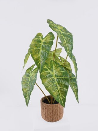 Artificial Table Plants 45*45*52cm Calathea orbifolia in cement pot GS-03326056 2026Jun 3,000+ sqm showroom with thousands of artificial flowers, plants & trees ready for global sourcing.