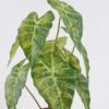 Artificial Table Plants Alocasia in Cement pot GS-03326055_5 Artificial Table Plants 30*30*52cm Alocasia in Cement pot GS-03326055 2026Jun 3,000+ sqm showroom with thousands of artificial flowers, plants & trees ready for global sourcing.
