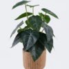 Artificial Table Plants 22*22*32cm  Alocasia in cement pot GS-03326095 2026Jun 3,000+ sqm showroom with thousands of artificial flowers, plants & trees ready for global sourcing.
