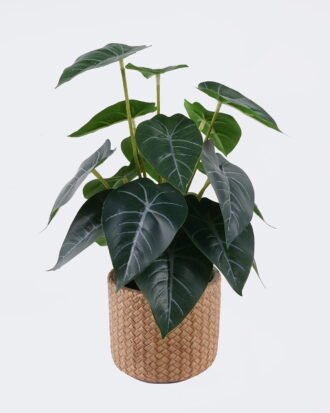 Artificial Table Plants 22*22*32cm Alocasia in cement pot GS-03326095 2026Jun 3,000+ sqm showroom with thousands of artificial flowers, plants & trees ready for global sourcing. Artificial Table Plants 22*22*32cm Alocasia in cement pot GS-03326095 2026Jun 3,000+ sqm showroom with thousands of artificial flowers, plants & trees ready for global sourcing.