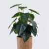 Artificial Table Plants 22*22*32cm  Alocasia in cement pot GS-03326095 2026Jun 3,000+ sqm showroom with thousands of artificial flowers, plants & trees ready for global sourcing.