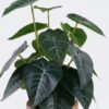 Artificial Table Plants 22*22*32cm  Alocasia in cement pot GS-03326095 2026Jun 3,000+ sqm showroom with thousands of artificial flowers, plants & trees ready for global sourcing.