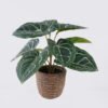 Artificial Table Plants Anthurium crystallinum in cement pot GS-03326051_4 Artificial Table Plants 35*35*28cm Anthurium crystallinum in cement pot GS-03326051 2026Jun 3,000+ sqm showroom with thousands of artificial flowers, plants & trees ready for global sourcing.