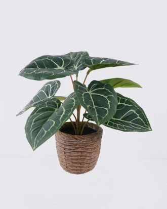 Artificial Table Plants 35*35*28cm Anthurium crystallinum in cement pot GS-03326051 2026Jun 3,000+ sqm showroom with thousands of artificial flowers, plants & trees ready for global sourcing. Artificial Table Plants 35*35*28cm Anthurium crystallinum in cement pot GS-03326051 2026Jun 3,000+ sqm showroom with thousands of artificial flowers, plants & trees ready for global sourcing.
