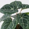 Artificial Table Plants Anthurium crystallinum in cement pot GS-03326051_5 Artificial Table Plants 35*35*28cm Anthurium crystallinum in cement pot GS-03326051 2026Jun 3,000+ sqm showroom with thousands of artificial flowers, plants & trees ready for global sourcing.