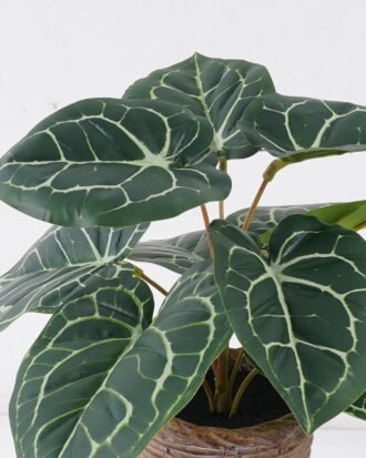 Artificial Table Plants 35*35*28cm Anthurium crystallinum in cement pot GS-03326051 2026Jun 3,000+ sqm showroom with thousands of artificial flowers, plants & trees ready for global sourcing. Artificial Table Plants 35*35*28cm Anthurium crystallinum in cement pot GS-03326051 2026Jun 3,000+ sqm showroom with thousands of artificial flowers, plants & trees ready for global sourcing.