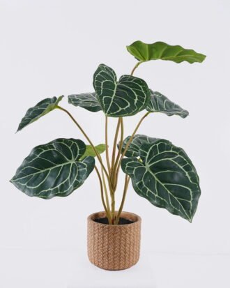 Artificial Table Plants 45*45*52cm Anthurium crystallinum in cement pot GS-03326057 2026Jun 3,000+ sqm showroom with thousands of artificial flowers, plants & trees ready for global sourcing. Artificial Table Plants 45*45*52cm Anthurium crystallinum in cement pot GS-03326057 2026Jun 3,000+ sqm showroom with thousands of artificial flowers, plants & trees ready for global sourcing.