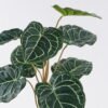 Artificial Table Plants Anthurium crystallinum in cement pot GS-03326057_6 Artificial Table Plants 45*45*52cm Anthurium crystallinum in cement pot GS-03326057 2026Jun 3,000+ sqm showroom with thousands of artificial flowers, plants & trees ready for global sourcing.