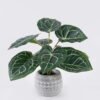 Artificial Table Plants Anthurium crystallinum in cement pot GS-03326059_4 Artificial Table Plants 35*35*30cm Anthurium crystallinum in cement pot GS-03326059 2026Jun 3,000+ sqm showroom with thousands of artificial flowers, plants & trees ready for global sourcing.
