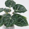 Artificial Table Plants Anthurium crystallinum in cement pot GS-03326059_5 Artificial Table Plants 35*35*30cm Anthurium crystallinum in cement pot GS-03326059 2026Jun 3,000+ sqm showroom with thousands of artificial flowers, plants & trees ready for global sourcing.