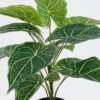 Artificial Table Plants Anthurium in PP pot GS-03326075_4 Artificial Table Plants 50*50*50cm Anthurium in PP pot GS-03326075 2026Jun 3,000+ sqm showroom with thousands of artificial flowers, plants & trees ready for global sourcing.
