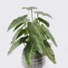 Artificial Table Plants Arrowhead Vine in Cement pot GS-03326127_3 Artificial Table Plants 22*22*30cm Arrowhead Vine in Cement pot GS-03326127 2026Jun 3,000+ sqm showroom with thousands of artificial flowers, plants & trees ready for global sourcing.