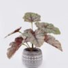 Artificial Table Plants Begonia rex in Cement pot GS-03326058_2 Artificial Table Plants 30*30*30cm Begonia rex in Cement pot GS-03326058 2026Jun 3,000+ sqm showroom with thousands of artificial flowers, plants & trees ready for global sourcing.