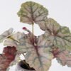 Artificial Table Plants Begonia rex in Cement pot GS-03326058_4 Artificial Table Plants 30*30*30cm Begonia rex in Cement pot GS-03326058 2026Jun 3,000+ sqm showroom with thousands of artificial flowers, plants & trees ready for global sourcing.