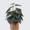 Artificial Table Plants 22*22*32cm  Black Crystal Anthurium in cement pot GS-03326096 2026Jun 3,000+ sqm showroom with thousands of artificial flowers, plants & trees ready for global sourcing.
