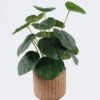 Artificial Table Plants 22*22*32cm  Breezy Begonia leaf in cement pot GS-03326097 2026Jun 3,000+ sqm showroom with thousands of artificial flowers, plants & trees ready for global sourcing.