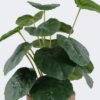 Artificial Table Plants 22*22*32cm  Breezy Begonia leaf in cement pot GS-03326097 2026Jun 3,000+ sqm showroom with thousands of artificial flowers, plants & trees ready for global sourcing.