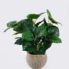 Artificial Table Plants Calathea in cement pot GS-03326062_3 Artificial Table Plants 32*32*32cm Calathea in cement pot GS-03326062 2026Jun 3,000+ sqm showroom with thousands of artificial flowers, plants & trees ready for global sourcing.
