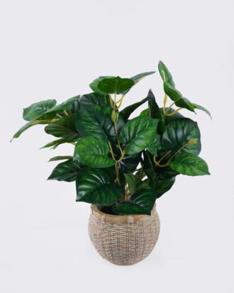 Artificial Table Plants 32*32*32cm Calathea in cement pot GS-03326062 2026Jun 3,000+ sqm showroom with thousands of artificial flowers, plants & trees ready for global sourcing. Artificial Table Plants 32*32*32cm Calathea in cement pot GS-03326062 2026Jun 3,000+ sqm showroom with thousands of artificial flowers, plants & trees ready for global sourcing.