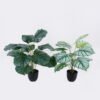 Artificial Table Plants Calathea orbifolia in PP pot GS-03326071_1 Artificial Table Plants 55*55*60cm Calathea orbifolia in PP pot GS-03326071 2026Jun 3,000+ sqm showroom with thousands of artificial flowers, plants & trees ready for global sourcing.
