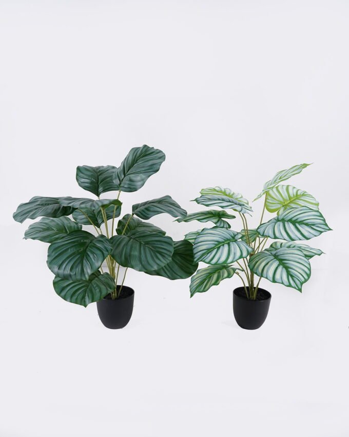 Artificial Table Plants 55*55*60cm Calathea orbifolia in PP pot GS-03326071 2026Jun 3,000+ sqm showroom with thousands of artificial flowers, plants & trees ready for global sourcing.