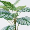 Artificial Table Plants Calathea orbifolia in PP pot GS-03326071_2 Artificial Table Plants 55*55*60cm Calathea orbifolia in PP pot GS-03326071 2026Jun 3,000+ sqm showroom with thousands of artificial flowers, plants & trees ready for global sourcing.