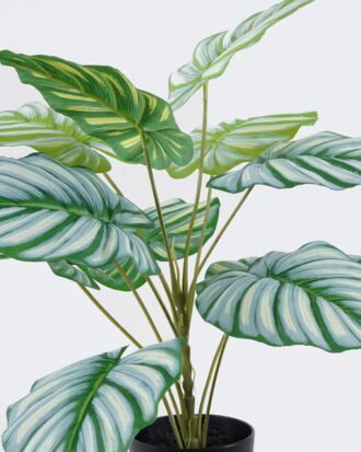 Artificial Table Plants 55*55*60cm Calathea orbifolia in PP pot GS-03326071 2026Jun 3,000+ sqm showroom with thousands of artificial flowers, plants & trees ready for global sourcing. Artificial Table Plants 55*55*60cm Calathea orbifolia in PP pot GS-03326071 2026Jun 3,000+ sqm showroom with thousands of artificial flowers, plants & trees ready for global sourcing.