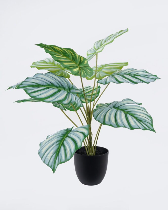 Artificial Table Plants Calathea orbifolia in PP pot GS-03326071_3 Artificial Table Plants 55*55*60cm Calathea orbifolia in PP pot GS-03326071 2026Jun 3,000+ sqm showroom with thousands of artificial flowers, plants & trees ready for global sourcing.