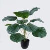 Artificial Table Plants Calathea orbifolia in PP pot GS-03326071_4 Artificial Table Plants 55*55*60cm Calathea orbifolia in PP pot GS-03326071 2026Jun 3,000+ sqm showroom with thousands of artificial flowers, plants & trees ready for global sourcing.
